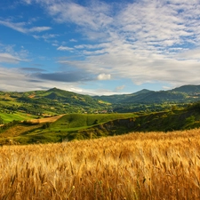 The Hills, corn, viewes, wheat, Field, trees, clouds