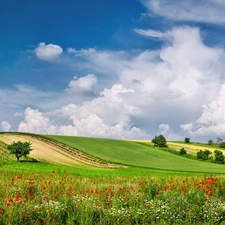 medows, Austria, clouds, Flowers, field, summer