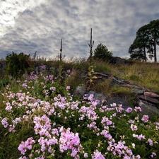 clouds, mountains, Flowers