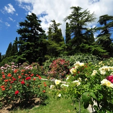 Flowers, viewes, clouds, trees