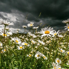 clouds, chamomile, grass