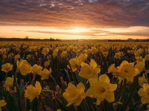 trees, Yellow, Great Sunsets, Jonquil, plantation, clouds, clouds