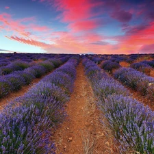 clouds, Field, lavender