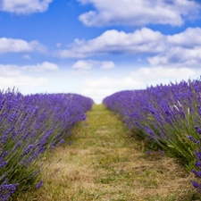 lavender, Sky, clouds, Field