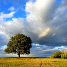 clouds, Meadow, trees, Bush, lonely