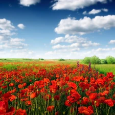 clouds, papavers, Meadow