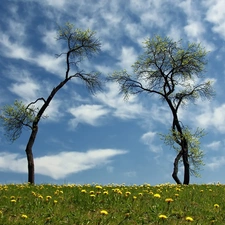 clouds, Meadow, trees, viewes, Two cars