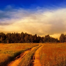 medows, forest, clouds, Way