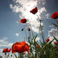 papavers, clouds