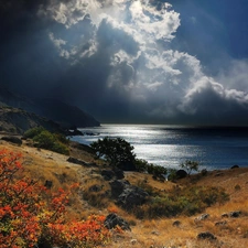 clouds, Plants, sea, moon, Coast