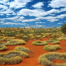 clouds, Desert, Plants