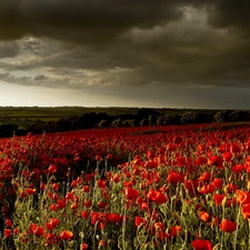 Red, cultivation, clouds, papavers