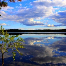 trees, Huge, clouds, reflection, viewes, lake