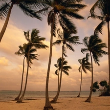 sea, Wind, clouds, Palms