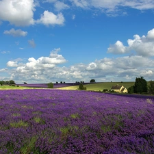 clouds, summer, lavender, Farms, Field