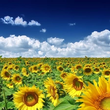 Nice sunflowers, Sky, clouds, Field