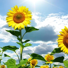 Nice sunflowers, White, clouds, Sky