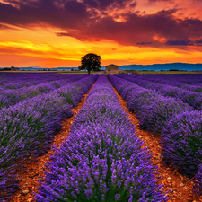 Great Sunsets, lavender, clouds