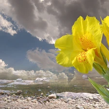 Yellow, sea, clouds, iris