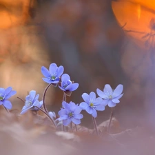 cluster, Flowers, Liverworts