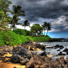 Coast, sea, Palms