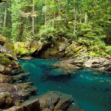 coastal, Stones, forest, brook, Green