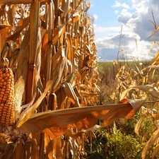 Field, corn-cob