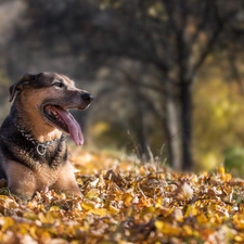 mouth, dog, car in the meadow, Leaf, tongue, dog-collar