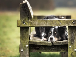 Bench, dog, Border Collie