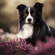 heathers, dog, Border Collie, black and white