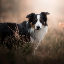 fuzzy, background, Border Collie, heathers, dog