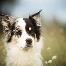 Meadow, Flowers, Border Collie, muzzle, dog