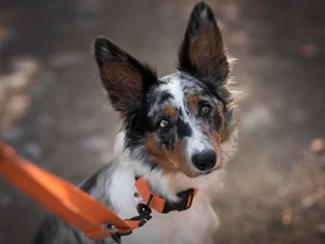 Orange, Leash, Border Collie, muzzle, dog