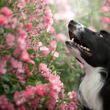 Pink, Flowers, Border Collie, Bush, dog