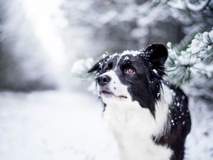 snow, Twigs, Border Collie, winter, dog