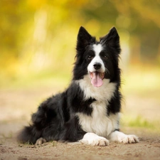 tongue, Sand, Border Collie, muzzle, dog