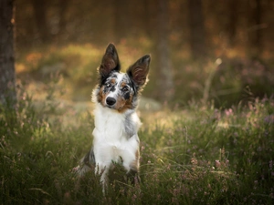 viewes, heather, Border Collie, trees, dog