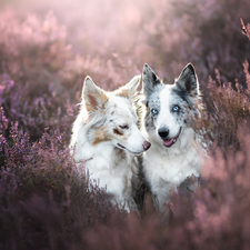 Two cars, Border Collie, heathers, Dogs