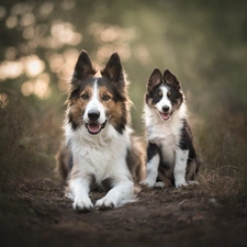Two cars, Border Collie, Puppy, Dogs