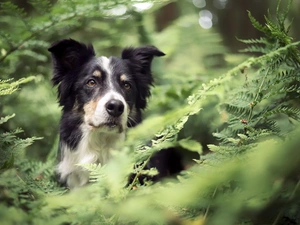 fern, dog, Border Collie