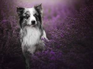 lavender, dog, Border Collie