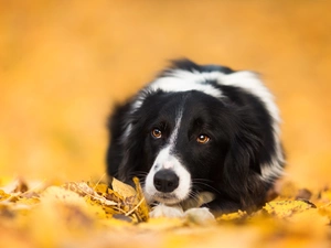 Leaf, lying, Border Collie