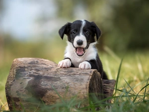 stump, grass, Border Collie, mouth, Puppy