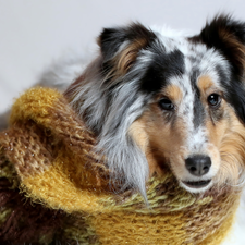 Scarf, dog, Collie rough