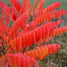 Leaf, Acetic Sumac, color