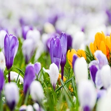 crocuses, color