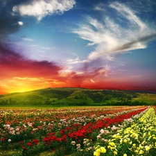 mountains, west, color, Flowers, Meadow, sun