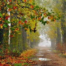 color, Leaf, Way, Fog, autumn