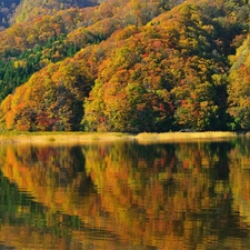 color, Leaf, forest, water, autumn