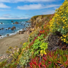 color, Plants, craggy, coast, sea